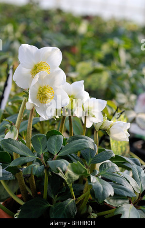 Helleborus niger, Commonly known as hellebores or Lenten rose. Helleborus comprise 20+ species. Many species are poisonous. Stock Photo