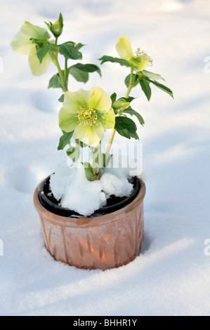 Helleborus orientalis, Commonly known as hellebores or Lenten rose. Helleborus comprise 20+ species. Many species are poisonous. Stock Photo