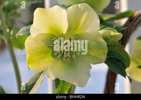 Helleborus orientalis, Commonly known as hellebores or Lenten rose. Helleborus comprise 20+ species. Many species are poisonous. Stock Photo