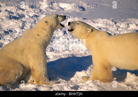Polar bear (Ursus maritimus), nearChurchill, Manitoba, Canada. Famous as one of the best places to view polar bears. Stock Photo