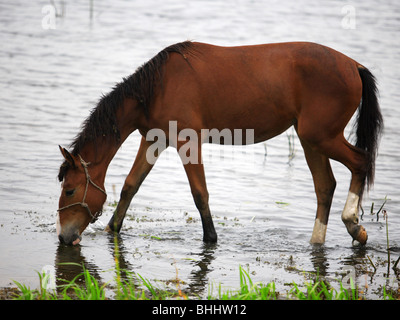 Orlov Trotter (Equus caballus), bay mare drinking Stock Photo