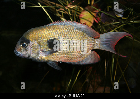 Damba mipentina Paretroplus maculatus Stock Photo