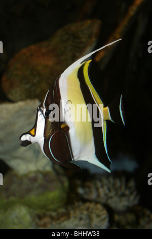 Moorish Idol Zanclus cornutus Stock Photo