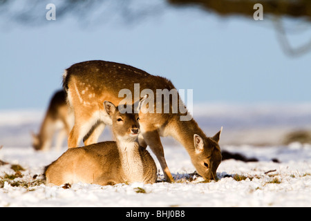 Fallow Deer; Dama dama; in the snow Stock Photo