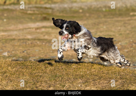 English Springer Spaniel running Stock Photo