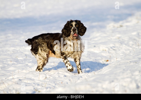 English Springer Spaniel in the snow Stock Photo