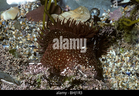 Strawberry anemone (Actinia fragacea) in a rockpool UK Stock Photo