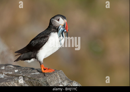 Atlantic Puffin on rock with fish in beak, Runde island, Norway Stock Photo