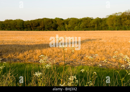 Wild parsnip/cow parsnip (Heracleum maximum) growing in front of a field of corn stubble Stock Photo