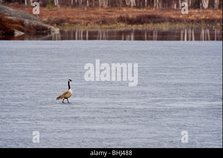 Canada goose (Branta canadensis) walking on melting ice in beaver pond Ontario Stock Photo