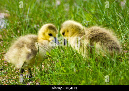 Canada goose (Branta canadensis) Newborn goslings feeding in grasses along shore of beaver pond Ontario Stock Photo