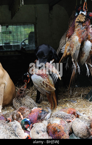 A black labrador holding a dead pheasant Stock Photo