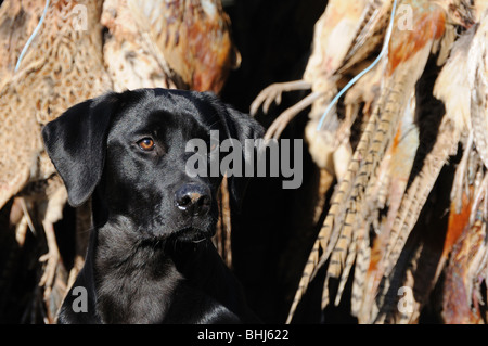 A black labrador sitting in a vehicle with dead pheasants Stock Photo