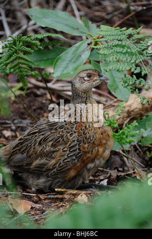 Pheasant Shooting. A game bird shoot on a private estate. Gerry ...