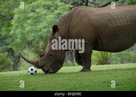 Rhino with soccer ball , Mpumalanga , South Africa Stock Photo