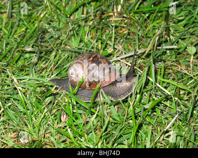 Large snail on grass Stock Photo