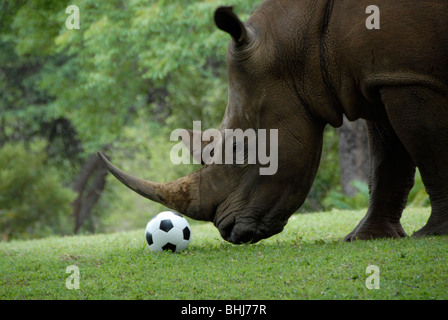 Rhino with soccer ball , Mpumalanga , South Africa Stock Photo