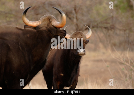 Indian Gaurs in the wild forest of Pench Tiger Reserve, India. Stock Photo