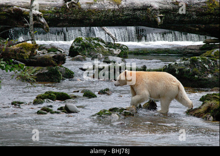 Kermode bear, or spirit bear (Ursus americanus kermodei) on a remote stream in northern British Columbia, Canada, near Princess Stock Photo