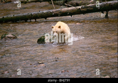 Kermode bear, or spirit bear (Ursus americanus kermodei) on a remote stream in northern British Columbia, Canada, near Gribble Island Stock Photo