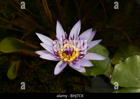 Nymphaea sp. Hybrid, Puprle & yellow Water lily in a botanical garden pond, showing reflection, Nymphaea species. Asian Flora and Fauna in Thailand. Stock Photo