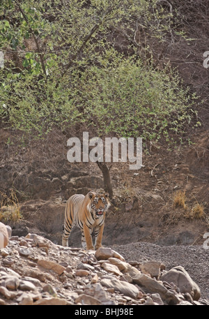 A Bengal Tiger in a open and looking watchful at Ranthambore Tiger Reserve, India. Stock Photo