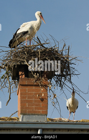 Italy, Piedmont, Cuneo, Racconigi, a pair of White Storks during the nest-building Stock Photo
