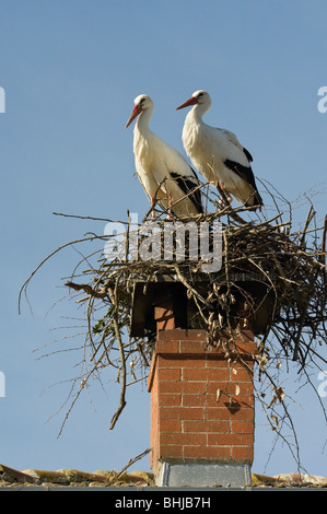 Italy, Piedmont, Cuneo, Racconigi, a pair of White Storks in the nest Stock Photo