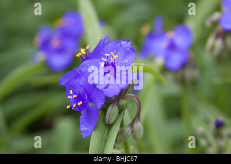 Tradescantia Virginiana in bloom in a North Carolina garden Stock Photo