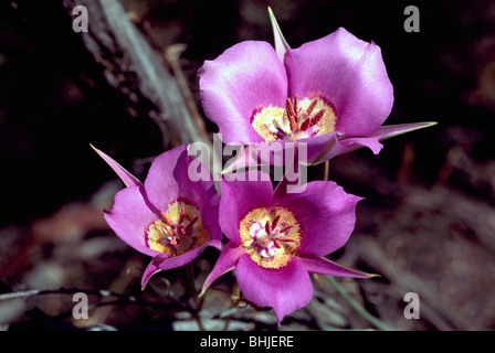 Sagebrush Mariposa Lily (Calochortus macrocarpus) in bloom - Wild Flowers / Wildflowers blooming in BC, British Columbia, Canada Stock Photo