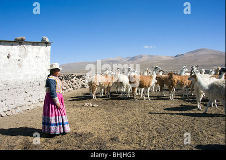 A woman llama and alpaca farmer in traditional clothes, with herd of animals near Chivay, Peru Stock Photo