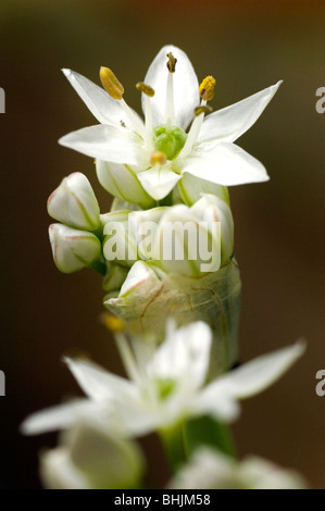 Chive blossom flower in big close-up detail Stock Photo