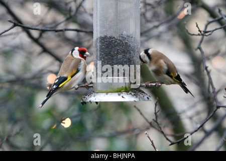 Two goldfinches feeding on niger seeds in a bird feeder Stock Photo