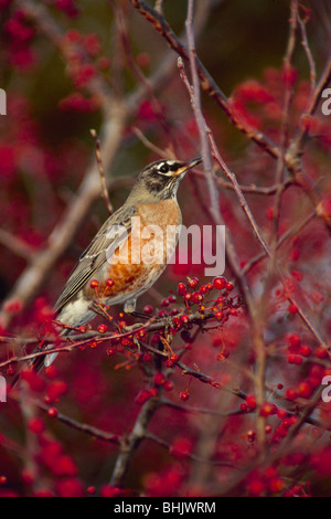 American Robin standing tall and alert in tree among bright red Zumi crabapples Stock Photo