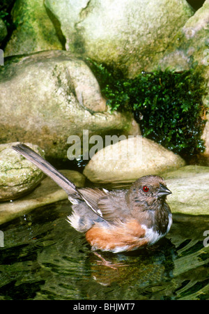 Female Rufous-sided Towhee (Pipilo erythrophthalmus) bathing in garden pool, Midwest USA Stock Photo