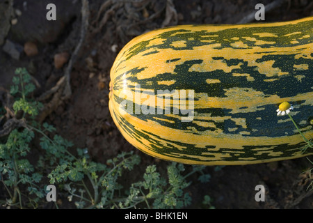 Marrow Vegetable crop. Cucurbitaceae. Cucurbita pepo. Awaiting harvest. Norfolk. Stock Photo