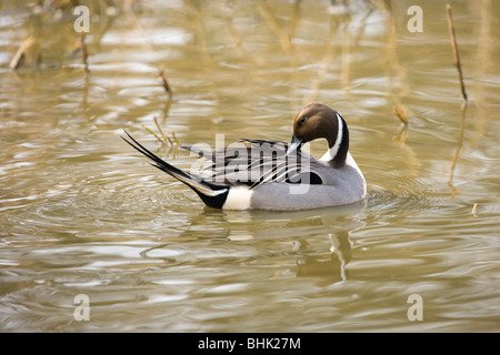 Northern Pintail (Anas acuta). Swimming on water and preening. Male or drake. Stock Photo