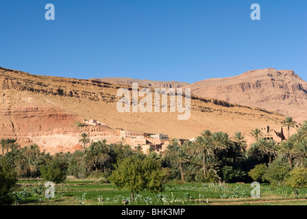 Local vegetable gardens in Tineghir / Tinerhir, Atlas Mountains, Morocco. Stock Photo