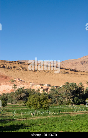 Local vegetable gardens in Tineghir / Tinerhir, Atlas Mountains, Morocco. Stock Photo