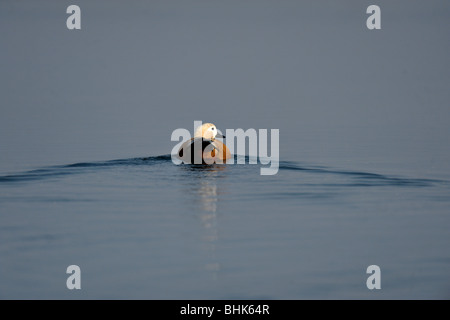 Ruddy Shelduck or Brahminy duck (Tadorna ferruginea) swimming in a river in India Stock Photo