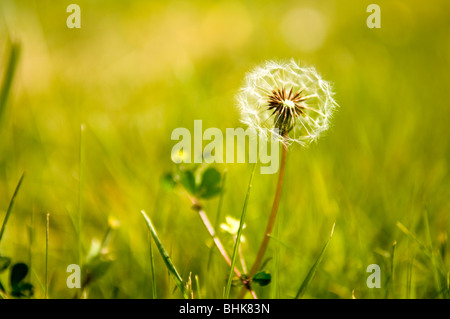 Dandelion (Taraxacum officinale) seed head also know as dandelion clocks Stock Photo