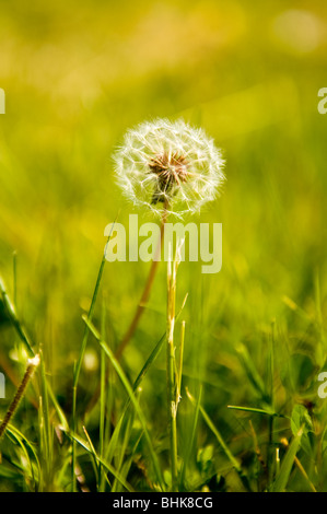 Dandelion (Taraxacum officinale) seed head also know as dandelion clocks Stock Photo
