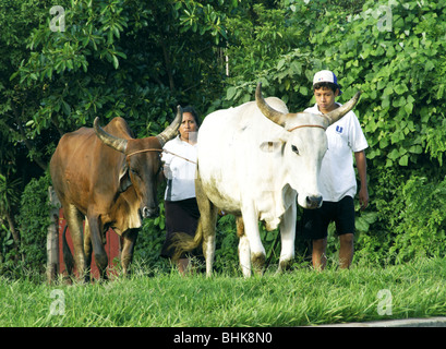 El Salvador. Agricultural landscape of the Zone Central. Stock Photo