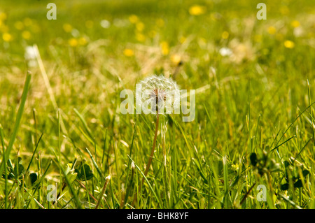 Dandelion (Taraxacum officinale) seed head also know as dandelion clocks Stock Photo