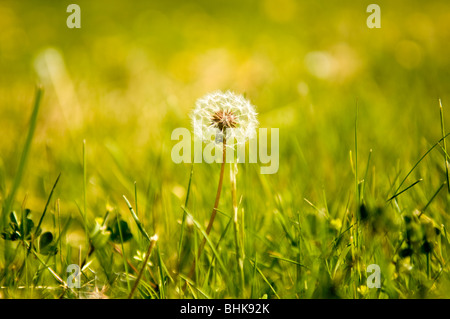 Dandelion (Taraxacum officinale) seed head also know as dandelion clocks Stock Photo