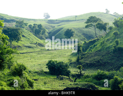 El Salvador. Agricultural landscape of the Zone Central. Stock Photo