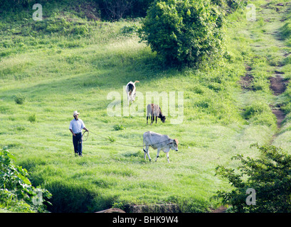 El Salvador. Agricultural landscape of the Zone Central. Stock Photo