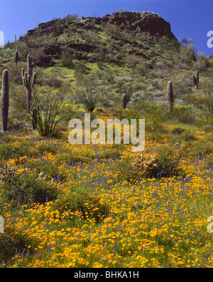 ARIZONA - Mexican Gold Poppies and lupine blooming in a meadow below Picacho Peak in Picacho Peak State Park. Stock Photo