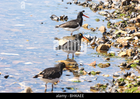 Oyster Catchers looking for food in the shallows Stock Photo