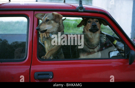 Two dogs in a parked car Stock Photo